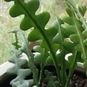 Meet your Posher, Ry